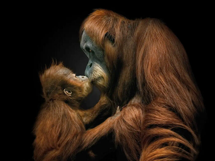Close-up portrait of two wild orangutans touching noses, showcasing intimate animal connection and detailed fur texture.