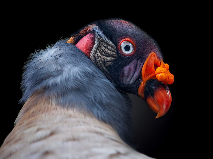 Close-up portrait of a wild bird showcasing detailed feathers and vivid colors from wild animals up close collection.