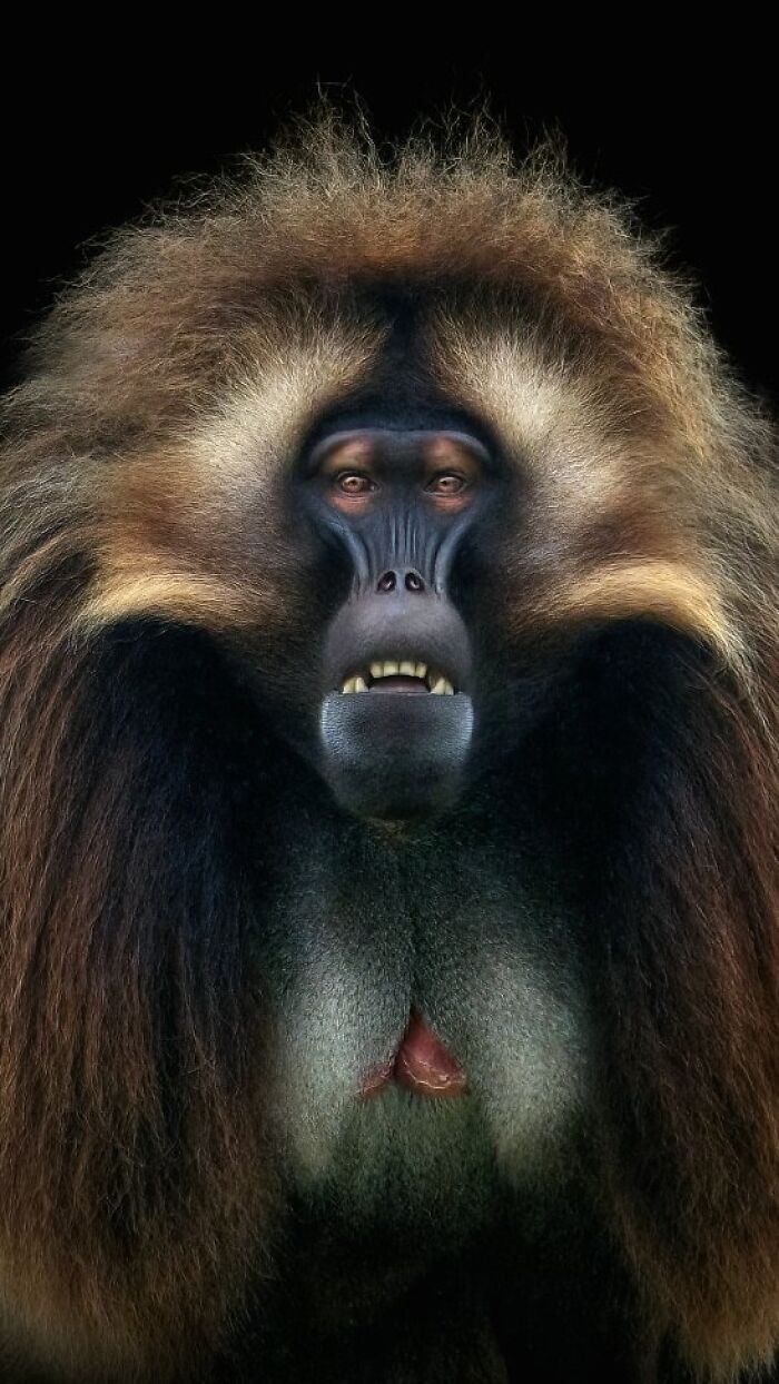 Close-up portrait of a wild animal with detailed fur and facial features from wild animals from up close collection.