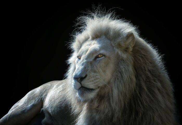 Close-up portrait of a wild lion with a majestic mane, showcasing wild animals up close in natural lighting.