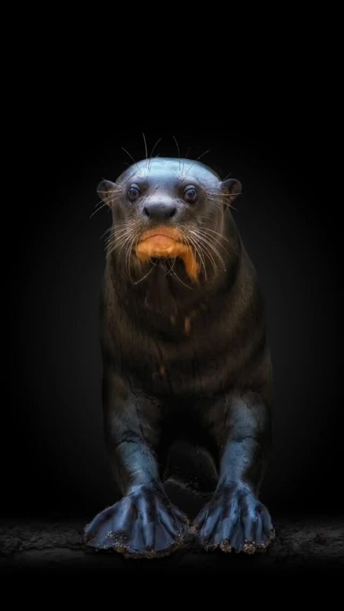 Close-up portrait of a wild animal with detailed whiskers and intense eyes in dramatic lighting.