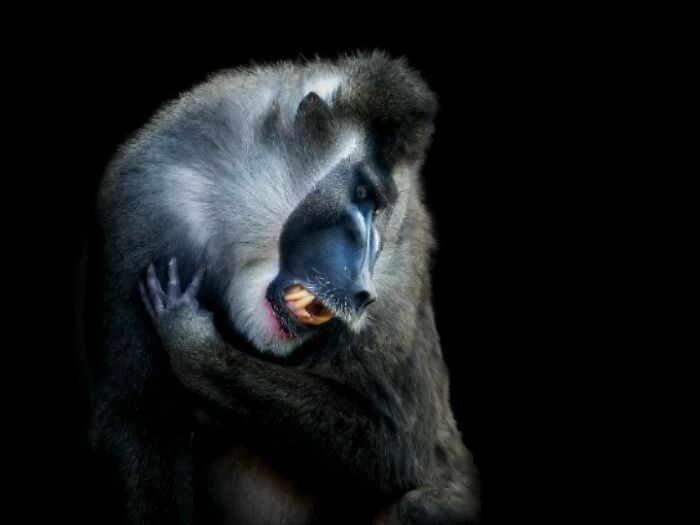 Close-up portrait of a wild mandrill showing detailed facial features and sharp teeth against a black background.