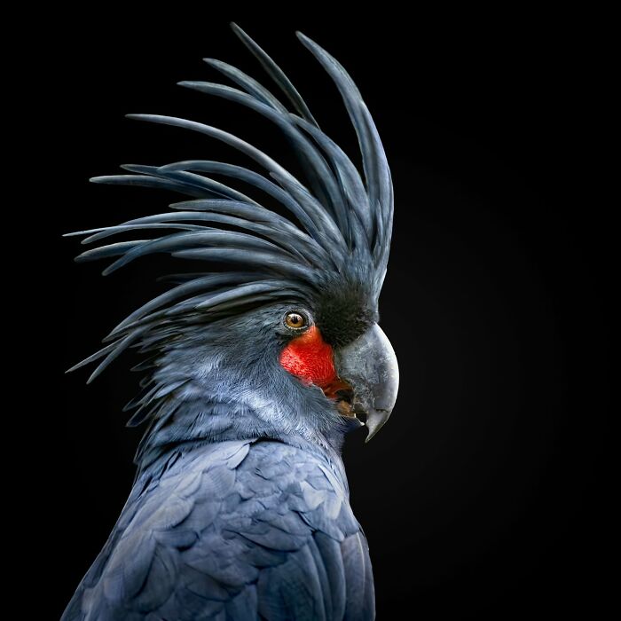 Close-up portrait of a wild animal featuring a striking blue cockatoo with vivid red cheek patch against black background