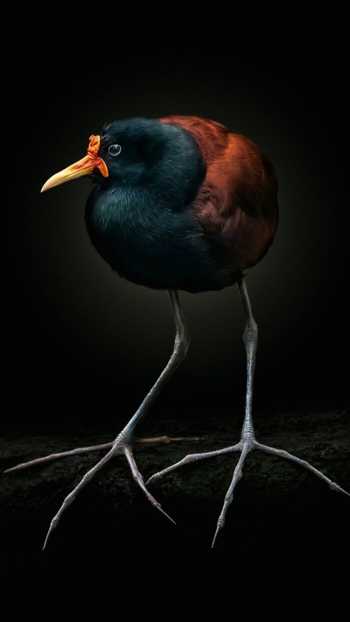 Wild animal close-up portrait of a bird with dark feathers and long legs against a black background.