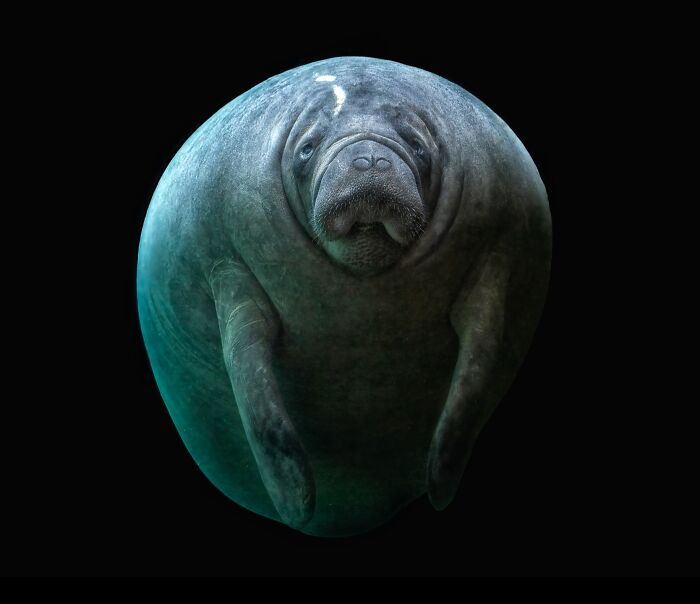 Close-up portrait of a wild manatee underwater showcasing fine details in wild animals from up close photography.