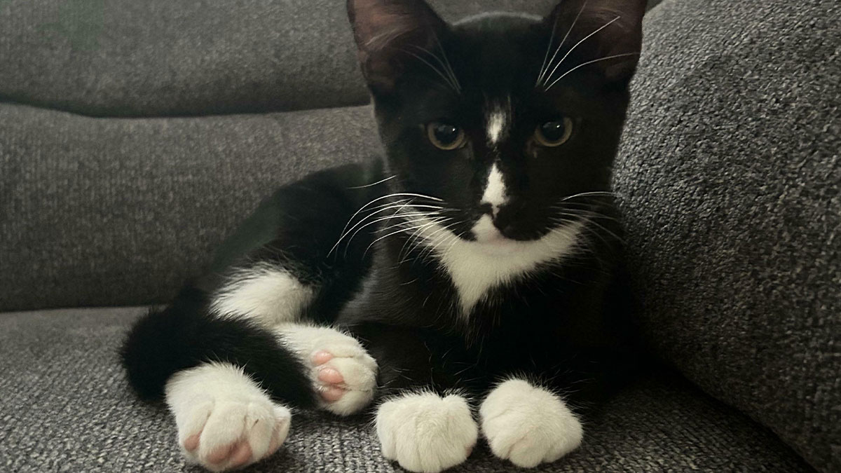 Black and white adopted kitten resting on a gray couch, showing comfort and care from loving adoption.