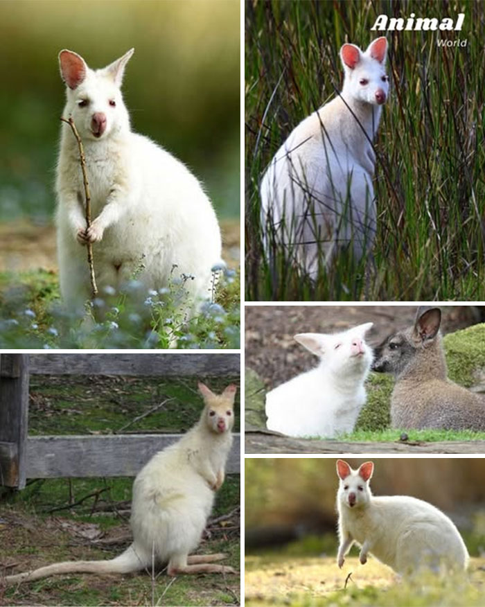 Albino kangaroos and wallabies in natural habitats showcasing unique and cute creatures in nature’s beauty.
