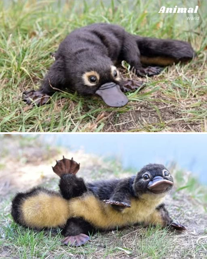 Cute and unique creatures resembling a platypus lying on grass, showcasing nature's beautiful surprises.