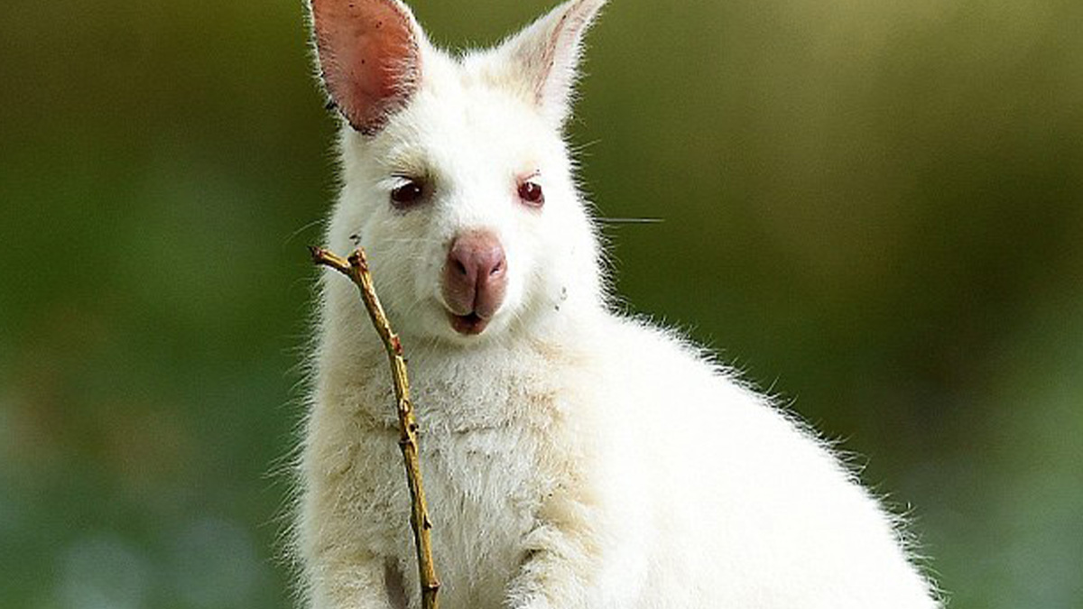 Albino kangaroo holding a small stick in natural habitat, showcasing unique and cute creatures in nature.