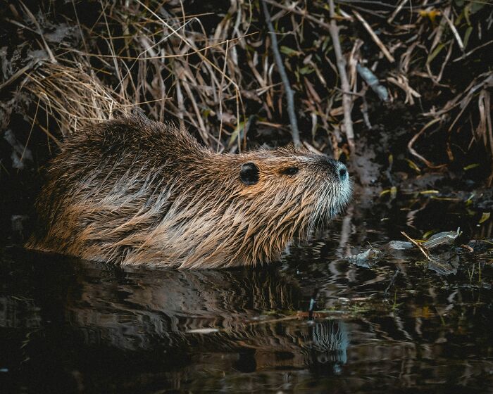 Beavers : The Meticulous Architects Of The Wild