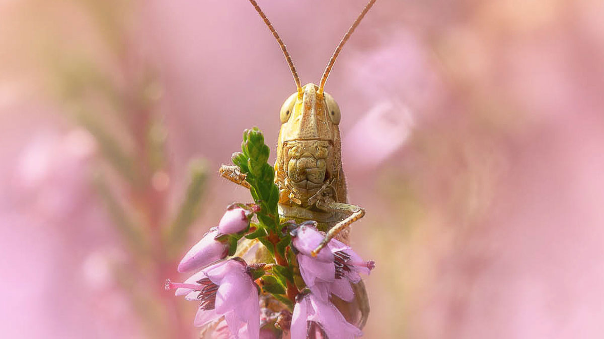 Close-up macro photo of a grasshopper perched on vibrant pink flowers showing tiny intricate details.