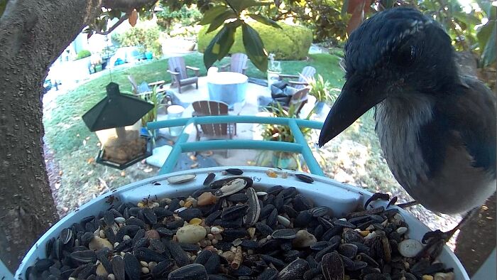 Close-up of a bird eating seeds from a feeder with a garden seating area in the background, unexpected wedding registry item.
