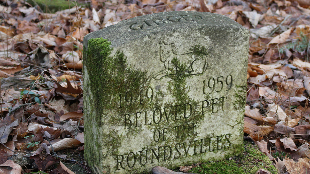 Moss-covered pet grave stone in forest surrounded by fallen leaves symbolizing profitable industries of these days