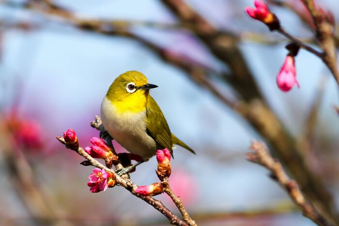 Small yellow bird perched on flowering branch, symbolizing creativity and unusual money-making hacks.