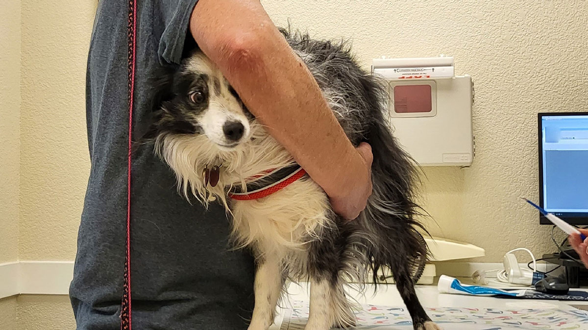 Man holding anxious dog at veterinary clinic, highlighting controversy over stealthily euthanizing pet in relationship dispute.