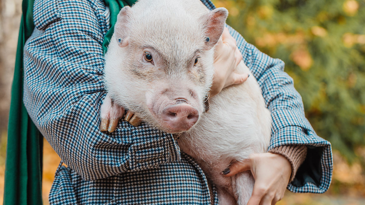 Woman holding a pet pig closely, highlighting the pet pig involved in a wedding incident with guests around.