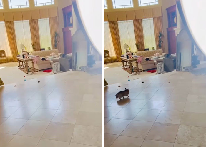 Interior of a messy house with scattered items and a small dog walking across the tiled floor, reflecting Britney Spears intervention concerns. Interior of a messy house with scattered items and a small dog walking across the tiled floor, reflecting Britney Spears intervention concerns.