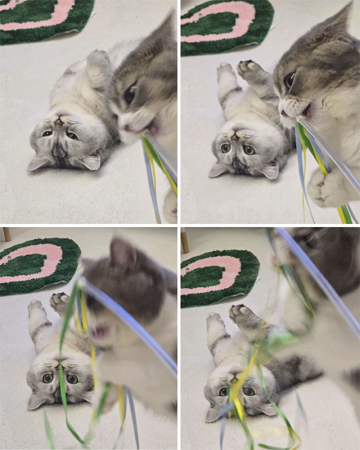 Two playful cats creating chaotic mischief with colorful ribbons on a white floor, showcasing chaotic pets being a menace.