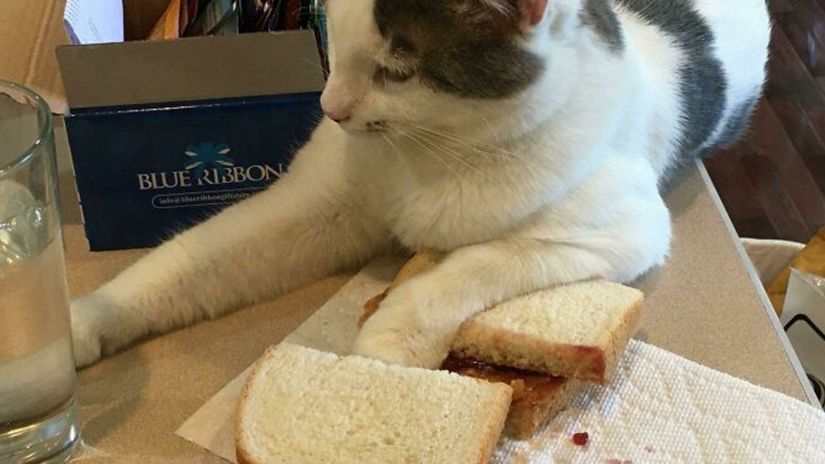 Cat being a chaotic pet, sitting on a table with a paw on a sandwich, causing a playful mess.