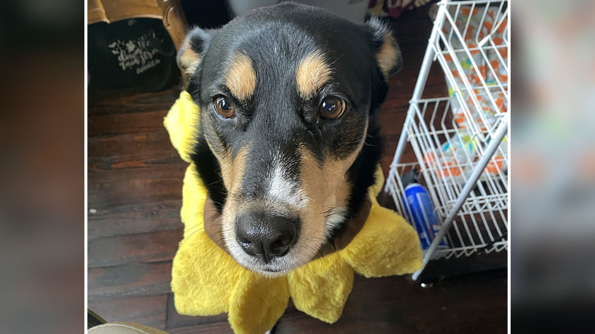 Close-up of a dog wearing a yellow costume, highlighting the dog retained by a woman after breakup.