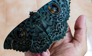 These 50 Bugs Might Be The Most Beautiful Ones You Have Ever Seen