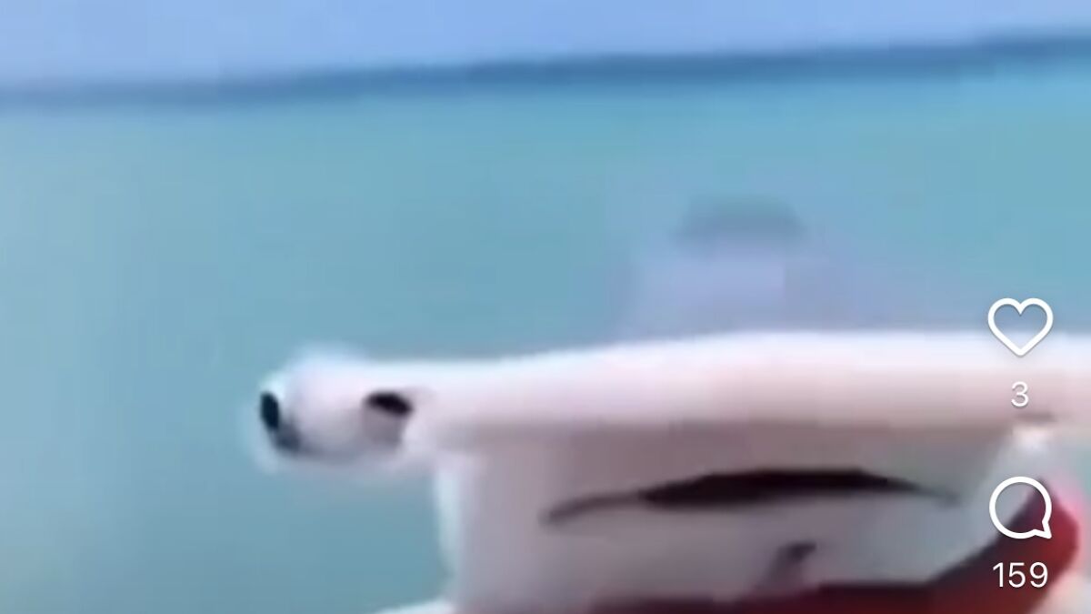 A close-up of a hammerhead sharku2019s head with an ocean background in a viral favorite meme format.