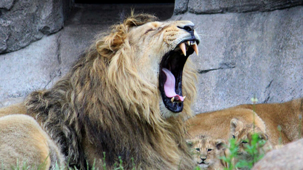 Lion yawning widely in zoo enclosure, highlighting predators and pet donation appeal to help feed animals.