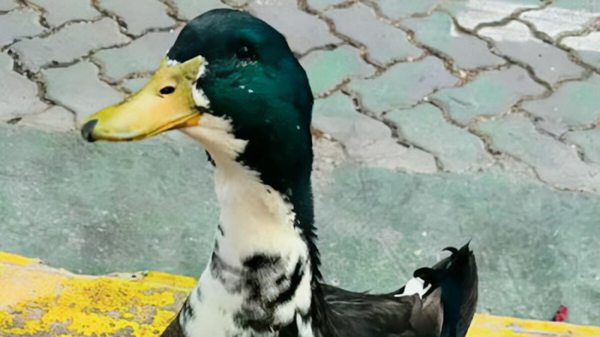 Celebrity duck Free Juan standing on pavement with yellow curb after being removed from popular location.