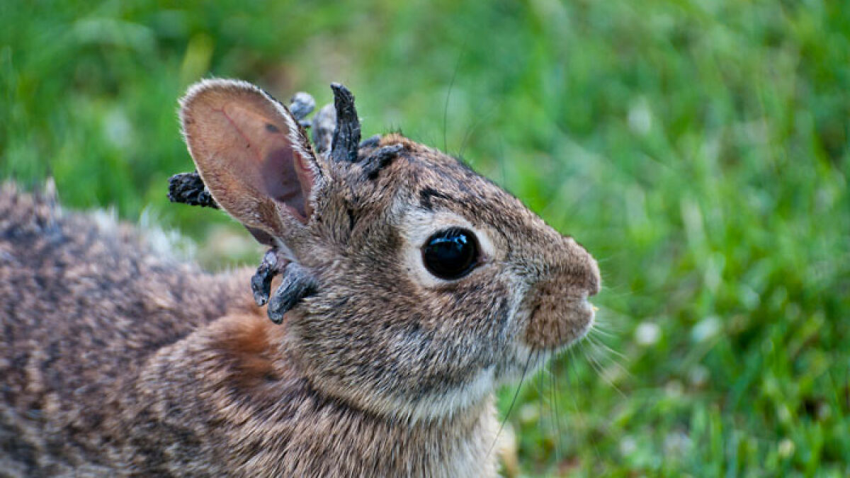 Rabbit with unusual growths on ears caused by rare virus spreading in the US, sparking expert warnings and public concern.