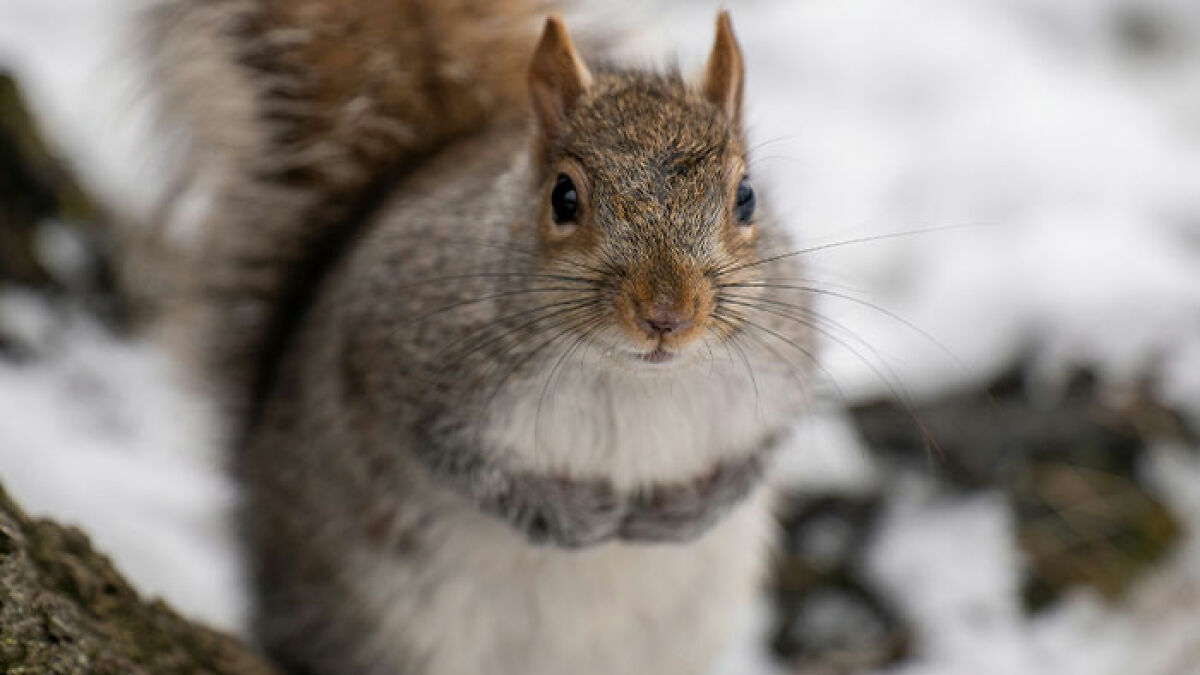 Close-up of a squirrel in a snowy environment, related to the concept of zombie squirrels with oozing flesh.