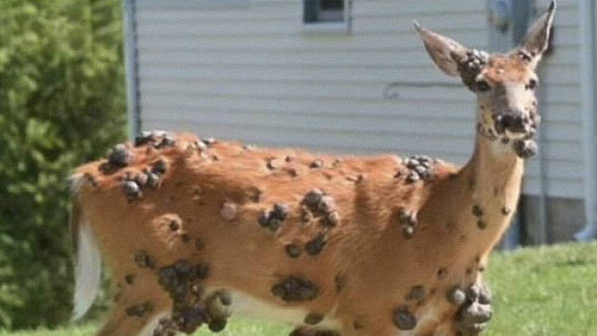 Deer covered in eerie flesh bubbles, showing signs of mutant deer disease raising animal outbreak fears in the US.