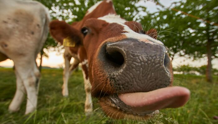 Hey Pandas, Post Your Favorite Clean Meme