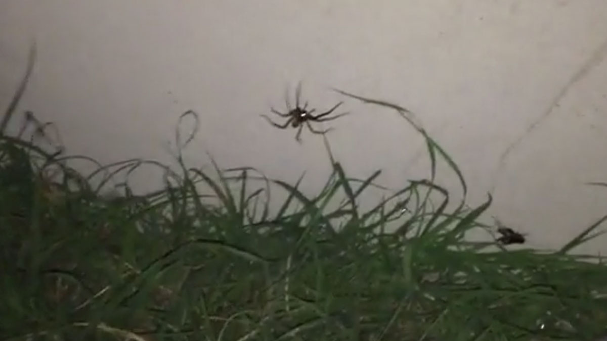 Spider hanging on a web above grass outdoors, illustrating one of the creepiest things seen outside at night.