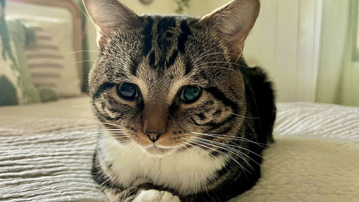 Tabby cat with striking markings resting on a bed, showcasing the joy of adopted pets and second chances.
