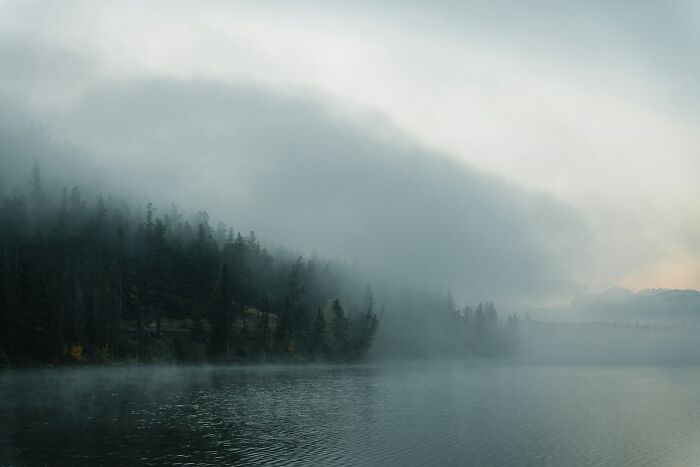 Misty forest along calm lake shore with fog and overcast sky, evoking mystery in videos that need more context.