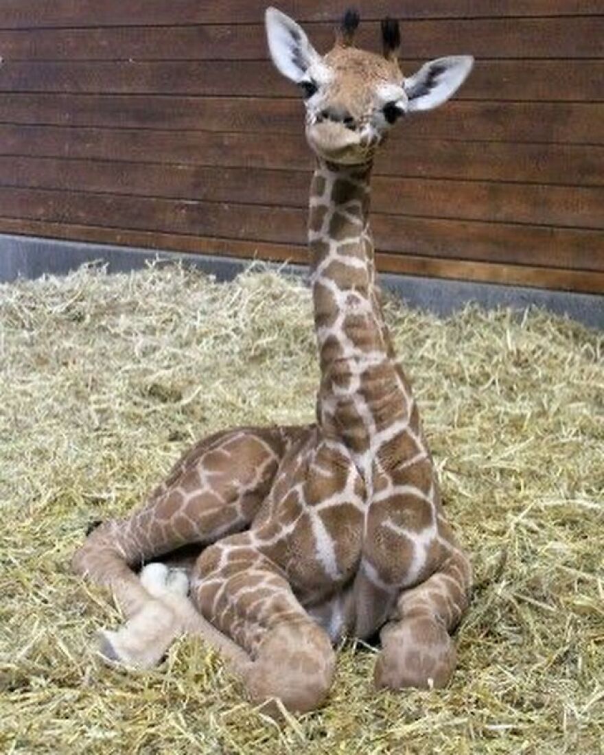 Baby giraffe resting on straw bedding inside an enclosure, showcasing adorable and beautiful animals to brighten your day.
