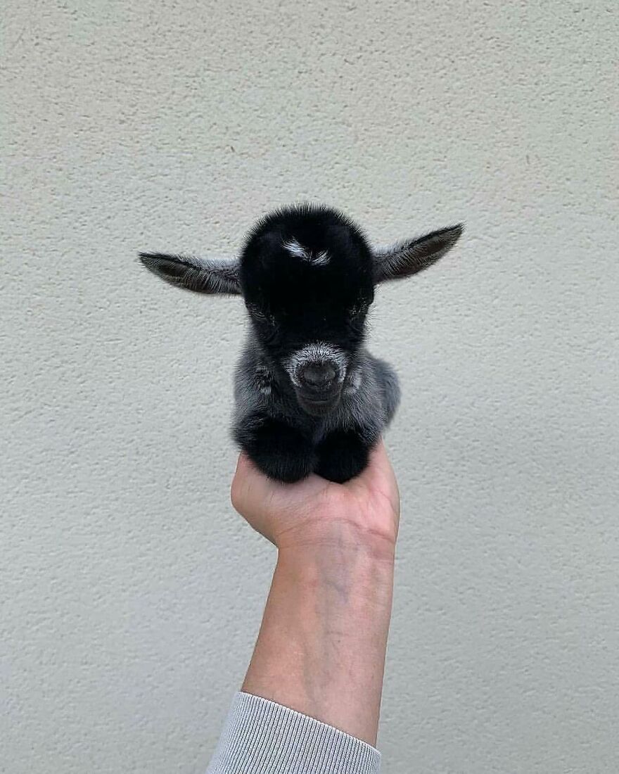 Tiny black and gray baby goat held in hand, one of the adorable and beautiful animals brightening up your day.