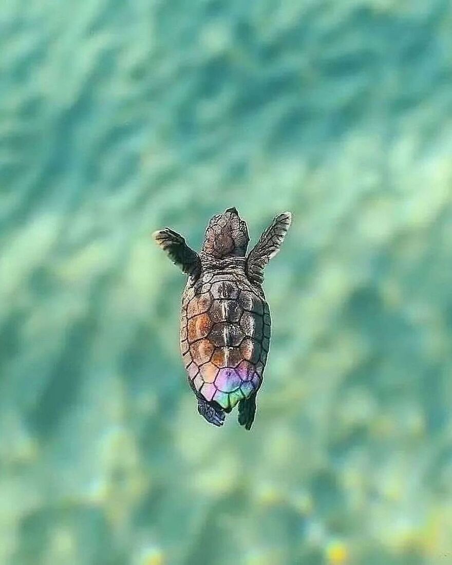Baby sea turtle swimming in clear blue water, one of the adorable and beautiful animals brightening up the day.