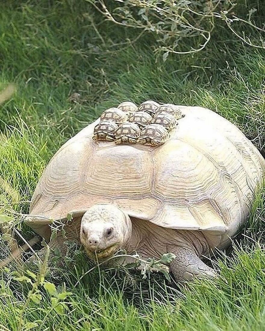 Adult tortoise carrying several adorable baby tortoises on its back while walking through green grass outdoors.