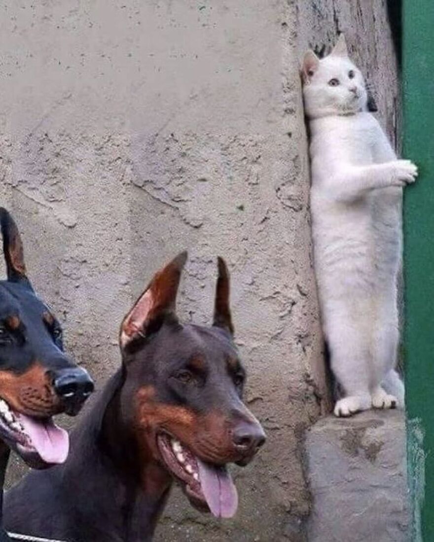 Two Doberman dogs with tongues out next to a standing white cat, showcasing adorable and beautiful animals in a playful moment.