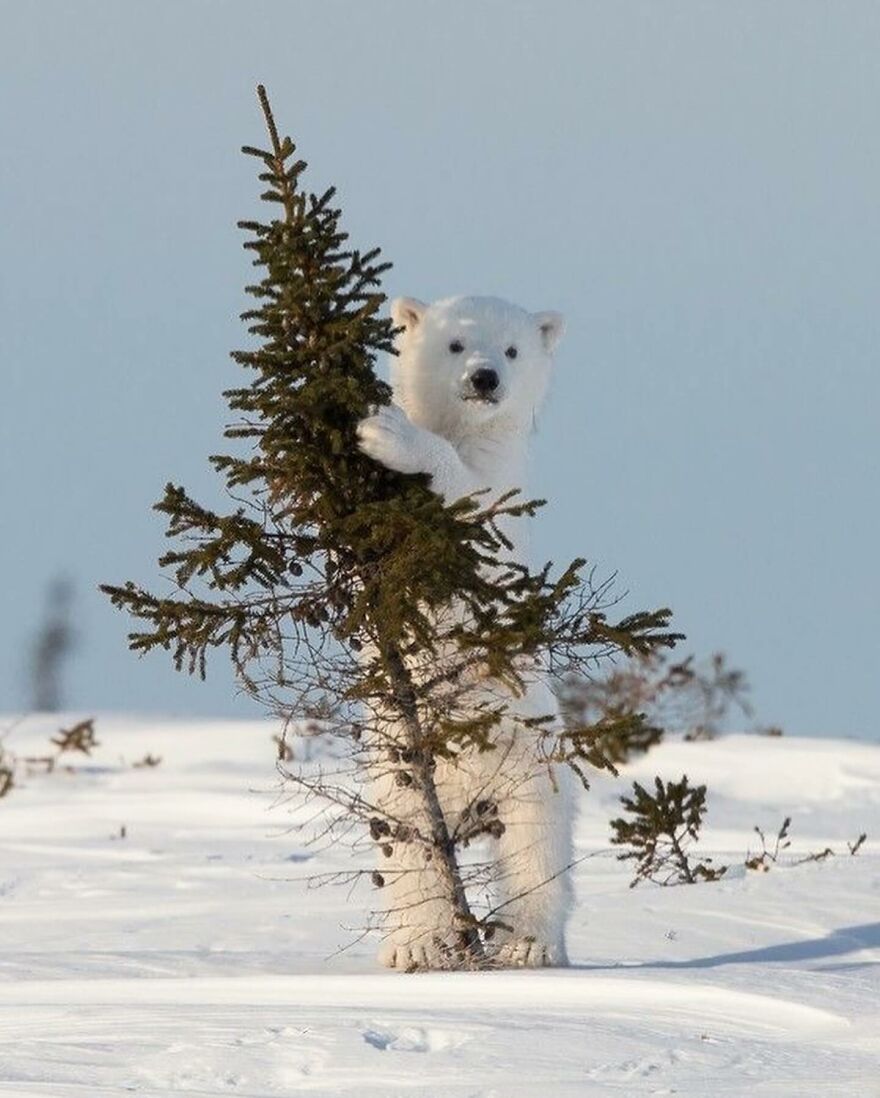 Polar bear cub standing behind a small evergreen tree in snowy landscape, showcasing adorable and beautiful animals.