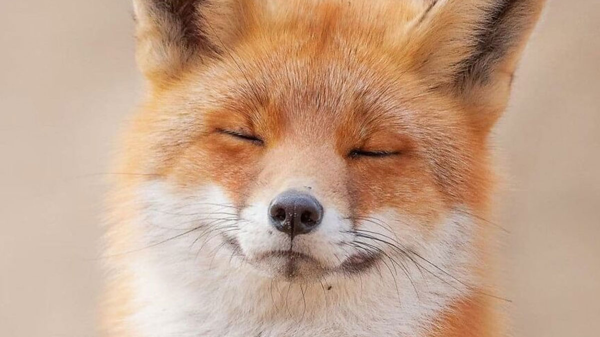Close-up of an adorable fox with eyes closed and a content expression, showcasing beautiful animals and nature.