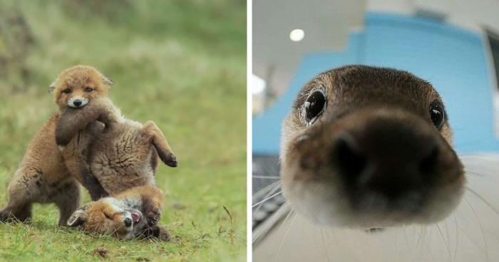 50 Times People Spotted The Cutest Animals And Just Had To Take A Pic Of Them