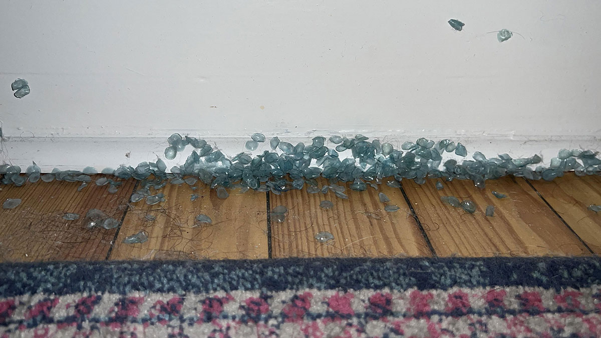 Small blue insect larvae scattered on wooden floor near a white wall, a disgusting thing people discovered about friends.