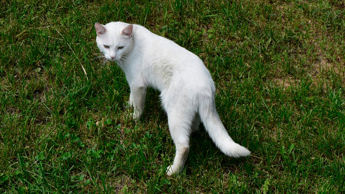 White cat standing on grass, symbolizing people who found out something disgusting about a friend and cut ties forever.