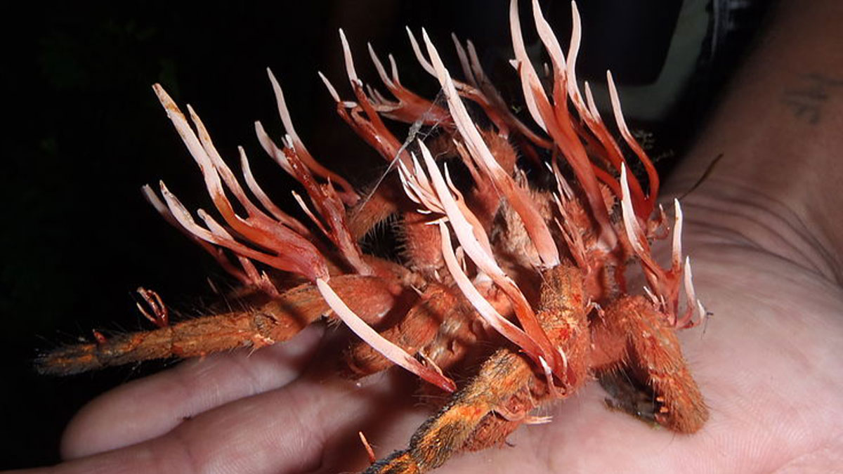 Close-up of a hand holding a bizarre fungus-infected spider, a disturbing fact that may not help to sleep at night.