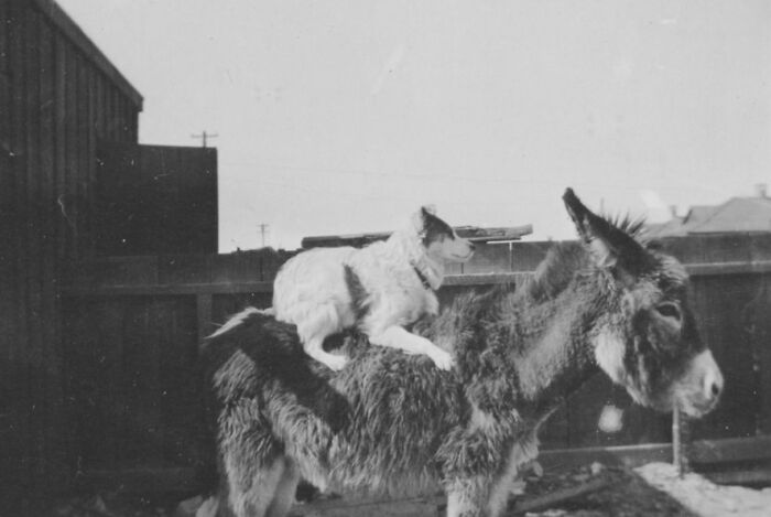 Black and white historic photo of a dog riding on a donkey’s back during the birth of Vegas era (1905-1955).