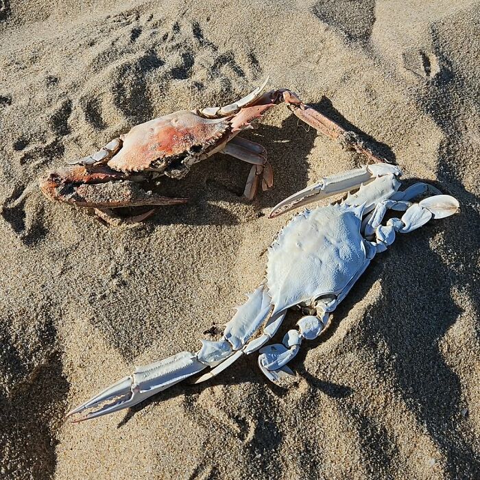 Two crab shells, one reddish and one white, partially buried in sand found at the beach shore.