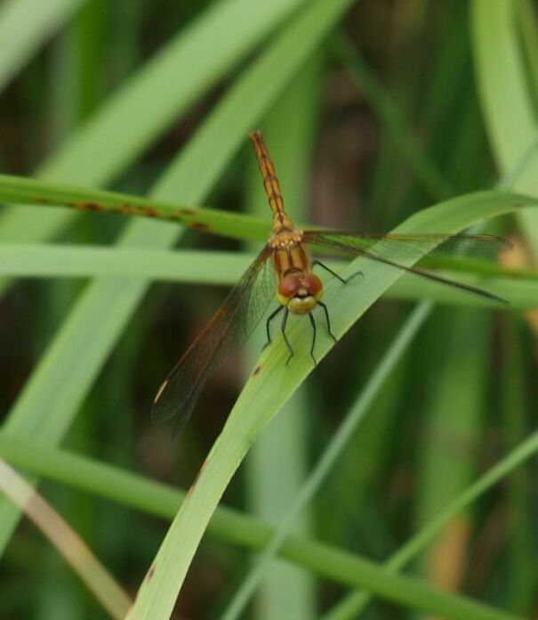 dragonfly-689c7cf22f004.jpg