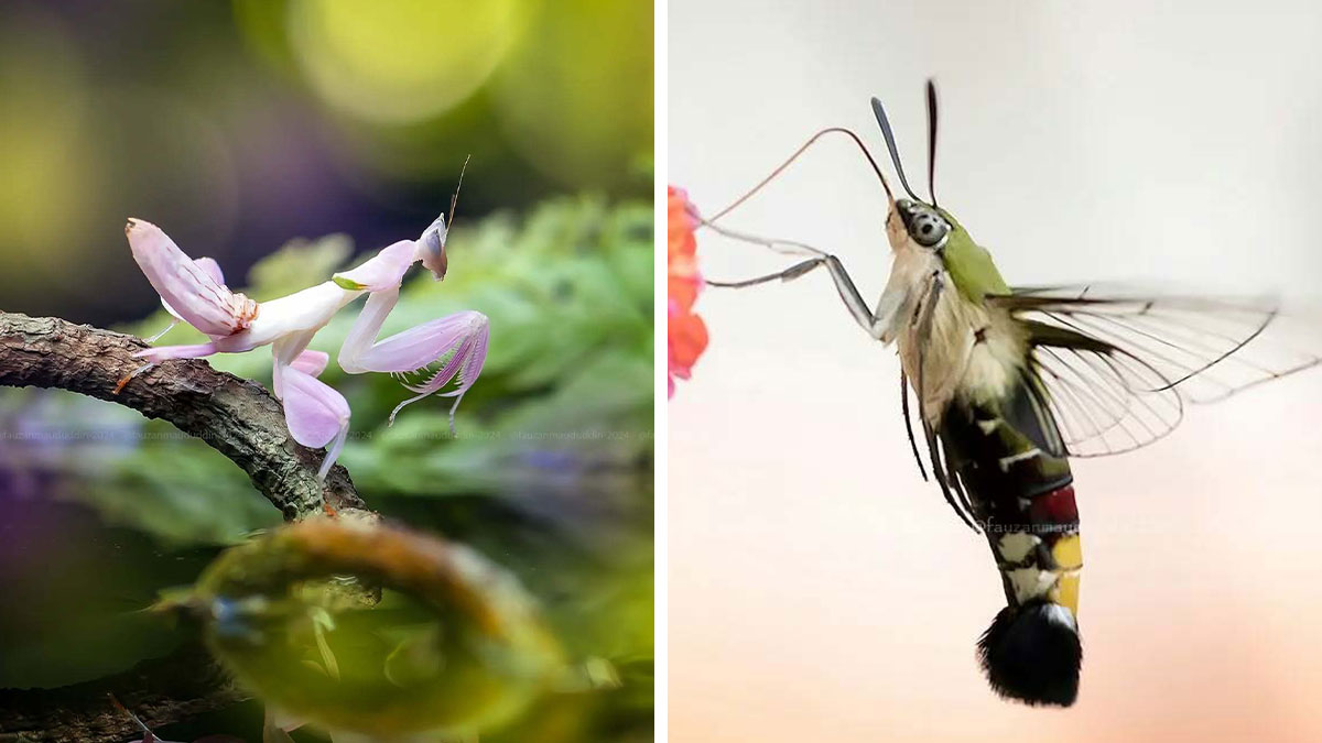 Close-up macro shots of insects highlighting their intricate details in dreamy, magical photography by Fauzan Maududdin.